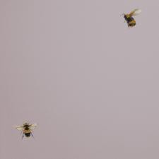 Обои Andrea Rossi Cavolli 54419-5