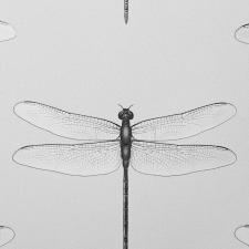 Обои Andrea Rossi Cavolli 54426-1