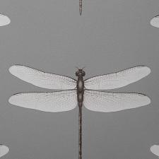 Обои Andrea Rossi Cavolli 54426-7